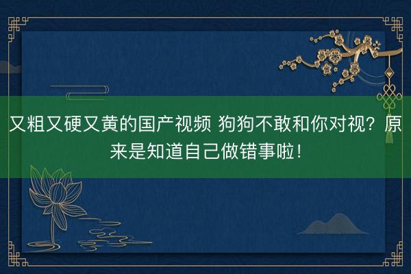 又粗又硬又黄的国产视频 狗狗不敢和你对视？原来是知道自己做错事啦！