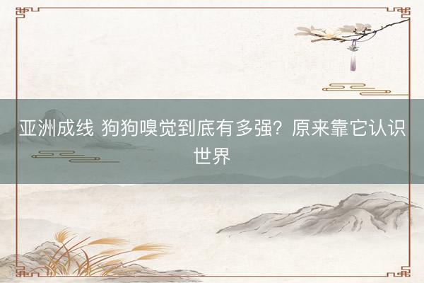 亚洲成线 狗狗嗅觉到底有多强？原来靠它认识世界